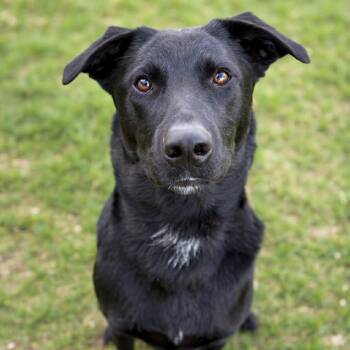 Mixed Breed Dogs Available for Adoption in Murray, Utah - Heath | PetCurious