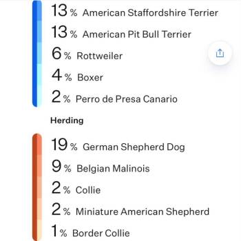 Bulleit -  Mixed Breed Dog for Adoption in Olathe, Kansas - Bulleit | PetCurious