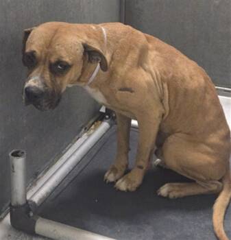 A431922 -  Boxer and Mixed Breed Dog for Adoption in Conroe, Texas - A431922 | PetCurious