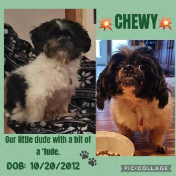 Lhasa Apso and Shih Tzu Dogs Available for Adoption - Chewy | PetCurious