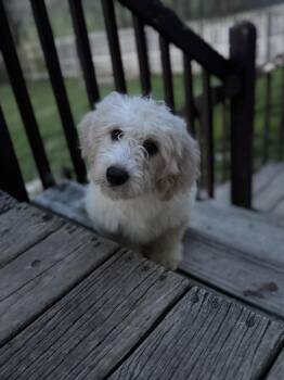 Goldendoodle Dogs Available for Adoption in Dorr, Michigan - Baron Von Doodlebutt | PetCurious