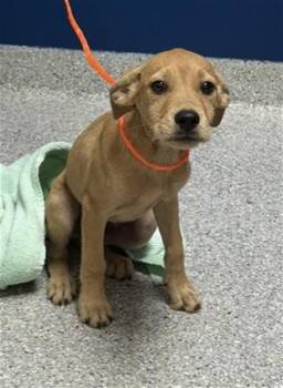 COOPER -  Dachshund and Mixed Breed Dog for Adoption in Pasadena, Texas - COOPER | PetCurious