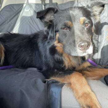 Rescue Australian Shepherd and Rottweiler Dogs for Adoption in Lakewood Ranch, Florida - Maggie | PetCurious