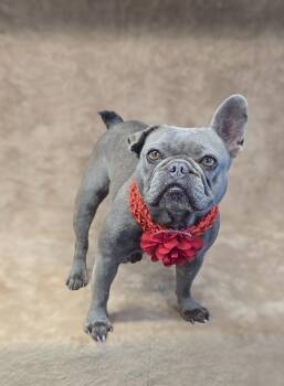 Dori -  French Bulldog Dog for Adoption - Dori | PetCurious