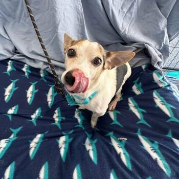 Mixed Breed Dogs Available for Adoption - Franken Berry | PetCurious