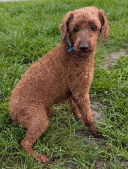 Cooper-Young 15lb boy! -  Cavalier King Charles Spaniel and Poodle Dog for Adoption in Fort Myers, Florida - Cooper-Young 15lb Boy! | PetCurious