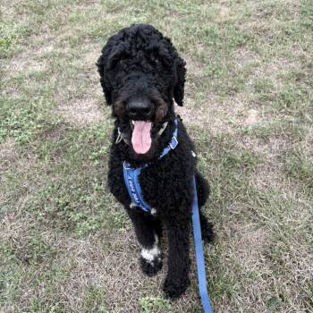 Gus -  Standard Poodle Dog for Adoption in Enterprise, Alabama - Gus | PetCurious