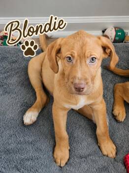 Blondie -  Labrador Retriever Dog for Adoption in Carmel Hamlet, New York - Blondie | PetCurious