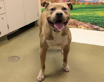 Rescue Pit Bull Terrier and Mixed Breed Dogs for Adoption in Moreno Valley, California - A546027 | PetCurious