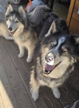 Rescue Siberian Husky Dogs for Adoption in Incline Village, Nevada - Luke And Leia | PetCurious