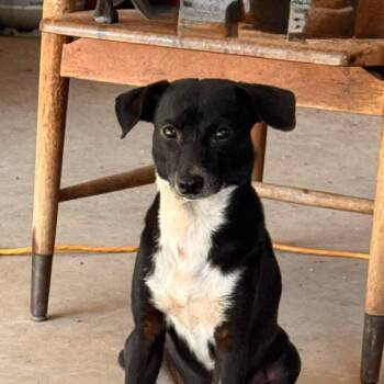 Chihuahua and Dachshund Dogs Available for Adoption - Rio | PetCurious