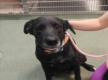 A176501 -  Mixed Breed Dog for Adoption in Santa Fe, New Mexico - A176501 | PetCurious