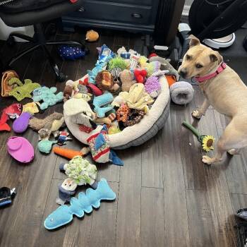 Cassie -  Mixed Breed Dog for Adoption in Maitland, Florida - Cassie | PetCurious