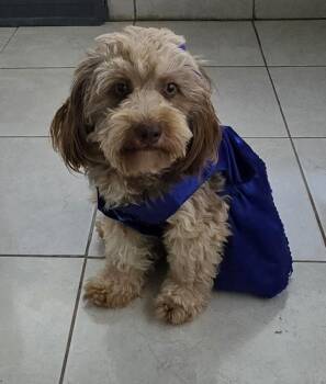 Sonnia -  Maltipoo Dog for Adoption in Fallbrook, California - Sonnia | PetCurious