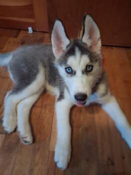 Zuko -  Siberian Husky Dog for Adoption in Cumming, Georgia - Zuko | PetCurious