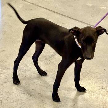 Preacher -  Italian Greyhound and Whippet Dog for Adoption in Cincinnati, Ohio - Preacher | PetCurious