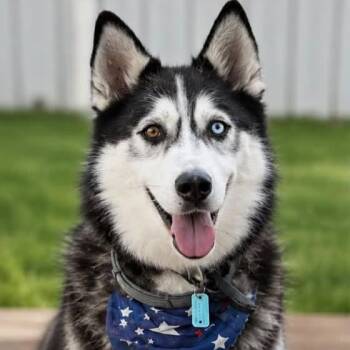 Drago -  Siberian Husky Dog for Adoption in Richboro, Pennsylvania - Drago | PetCurious