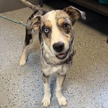 Cosmo -  Catahoula Leopard Dog and Australian Cattle Dog Blue Heeler Dog for Adoption in Tuscaloosa, Alabama - Cosmo | PetCurious