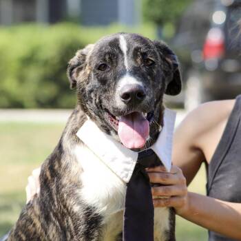 Marcellus -  Mixed Breed Dog for Adoption in Columbia, South Carolina - Marcellus | PetCurious