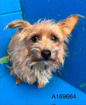 Donnacona -  Terrier and Mixed Breed Dog for Adoption in Calgary, Alberta - Donnacona | PetCurious
