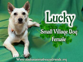 Pomeranian and Husky Dogs Available for Adoption - Lucky | PetCurious