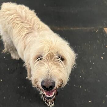 Bugs -  Poodle and Golden Retriever Dog for Adoption in Hohenwald, Tennessee - Bugs | PetCurious