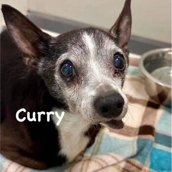 Curry -  Rat Terrier and Chihuahua Dog for Adoption in Spring Hill, Kansas - Curry | PetCurious