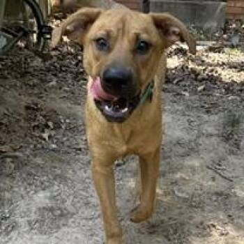 Clifford -  Mixed Breed Dog for Adoption in Little Rock, Arkansas - Clifford | PetCurious