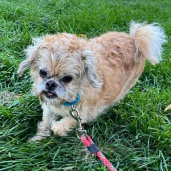 Griffy -  Mixed Breed Dog for Adoption in Naperville, Illinois - Griffy | PetCurious