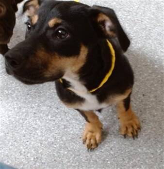 A187014 -  German Shepherd Dog and Mixed Breed Dog for Adoption in Pasadena, Texas - A187014 | PetCurious
