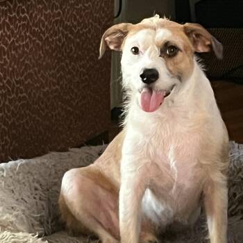 NICKY -  Terrier Dog for Adoption in Los Angeles, California - NICKY | PetCurious