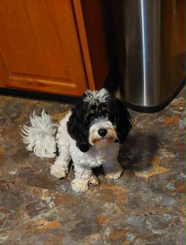 Chester -  Cavachon Dog for Adoption in Conesus, New York - Chester | PetCurious