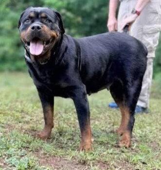 Eva - rottie -  Rottweiler Dog for Adoption in Deering, New Hampshire - Eva - Rottie | PetCurious
