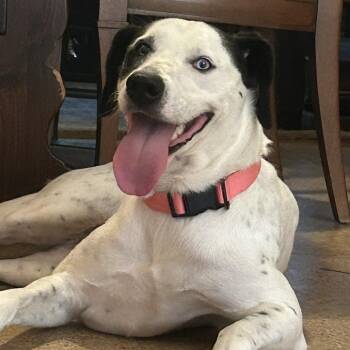 Misty -  Dalmatian and Catahoula Leopard Dog Dog for Adoption in Abbotsford, British Columbia - Misty | PetCurious