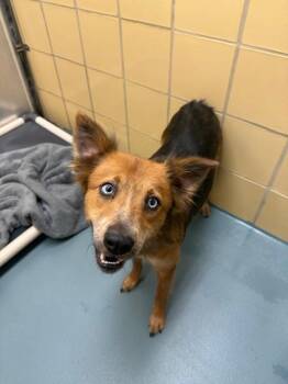 Rescue Shepherd Dogs for Adoption in Littleton, Colorado - Naomi | PetCurious