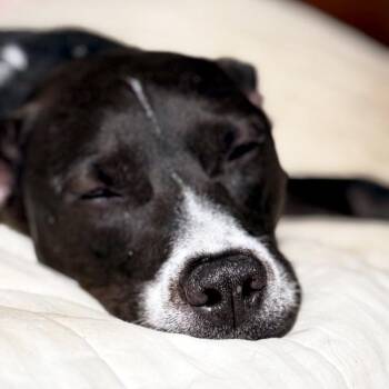 Keegan -  Labrador Retriever Dog Available for Adoption in Des Moines, Iowa - Keegan | PetCurious