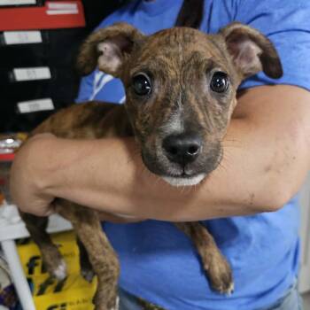 Jughead -  Mixed Breed Dog for Adoption in Pulaski, Tennessee - Jughead | PetCurious