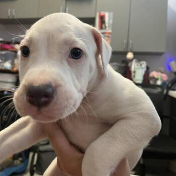 Mixed Breed Dogs Available for Adoption in Port Charlotte, Florida - 0551-D26 | PetCurious