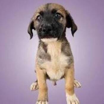 Bumper -  Terrier and Shepherd Dog for Adoption in Austin, Texas - Bumper | PetCurious