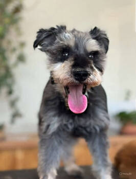 Rescue Schnauzer Dogs for Adoption in Tucson, Arizona - Maeven | PetCurious