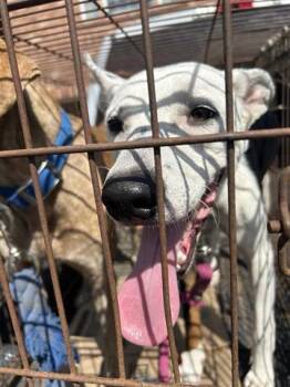 Rescue Labrador Retriever and Mixed Breed Dogs for Adoption in Houston, Texas - A644747 | PetCurious