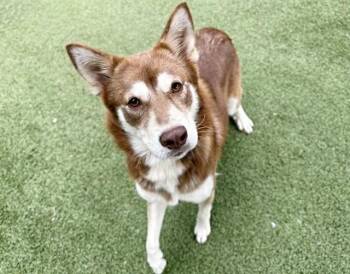 BRANDI BRANDT -  Siberian Husky Dog for Adoption in Brentwood, Missouri - BRANDI BRANDT | PetCurious