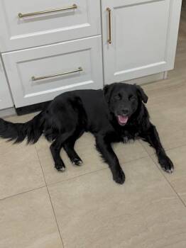 Black Labrador Retriever and Border Collie Dogs Available for Adoption in Manhasset, New York - Chance | PetCurious