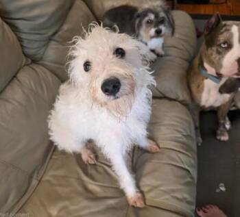 Miniature Schnauzer and Miniature Poodle Dogs Available for Adoption in Manvel, Texas - Benny | PetCurious