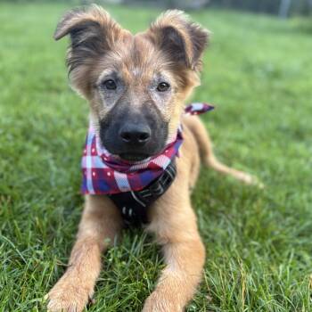 Rescue Shepherd and Mixed Breed Dogs for Adoption in Shakopee, Minnesota - Paul | PetCurious