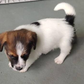 Jack Russell Terrier Dogs Available for Adoption in Blue Springs, Missouri - Alfalfa | PetCurious