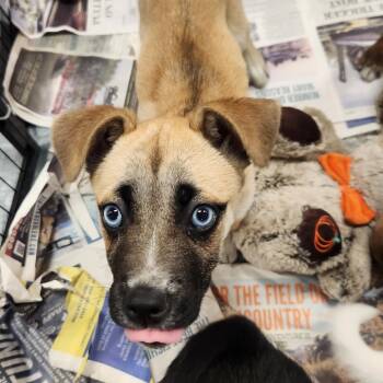 Rescue Australian Cattle Dog Blue Heeler and Husky Dogs for Adoption in Austin, Texas - Jill FJ | PetCurious
