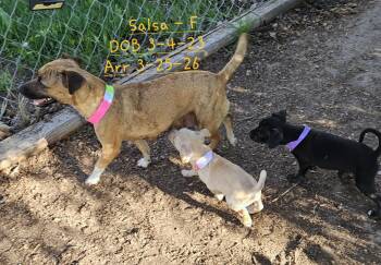 Chihuahua and Rat Terrier Dogs Available for Adoption in Nucla, Colorado - Salsa | PetCurious