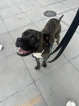 Titche -  Mixed Breed Dog for Adoption in West Chester, Pennsylvania - Titche | PetCurious