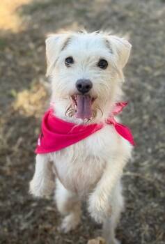 Taylor Swift-One of our Amazing Rescue Dogs -  Border Terrier and Jack Russell Terrier Dog for Adoption in Carlsbad, California - Taylor Swift-One Of Our Amazing Rescue Dogs | PetCurious